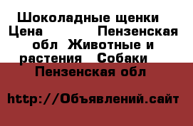 Шоколадные щенки › Цена ­ 8 000 - Пензенская обл. Животные и растения » Собаки   . Пензенская обл.